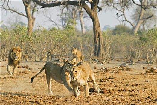 跑,狮子,萨维提,博茨瓦纳,非洲