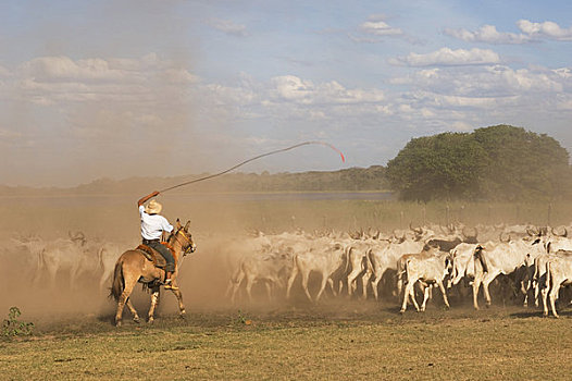 巴西,潘塔纳尔,宽吻鳄,牧场,牛仔,骑马,放牧,牛,灰尘
