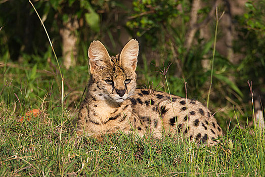薮猫,塞伦盖蒂,裂谷省,肯尼亚,非洲