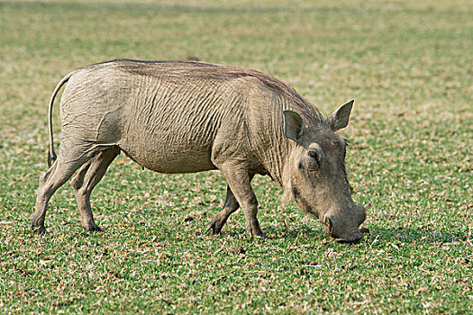 疣猪,进食,牧场,温得和克,地区,纳米比亚,非洲