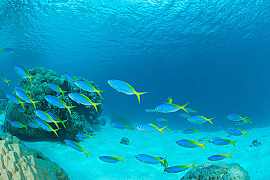 鱼,岛屿,密克罗尼西亚,太平洋