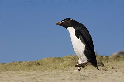 凤冠企鹅,南跳岩企鹅,走,鹅卵石,岛屿,福克兰群岛