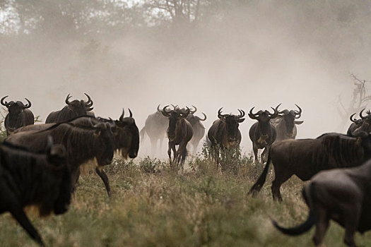 牧群,蓝角马,角马,恩戈罗恩戈罗,保护区,塞伦盖蒂,坦桑尼亚