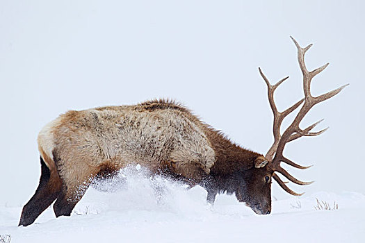 美洲,麋鹿,鹿属,鹿,雄性动物,挖,雪,饲料,黄石国家公园,怀俄明