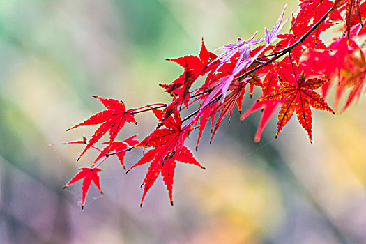紅葉