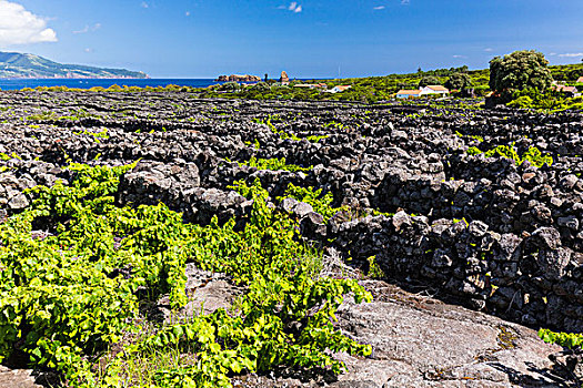 葡萄种植,地点,火山岩,石墙,蔽护,风景,法亚尔,远景,皮库岛,亚速尔群岛,葡萄牙