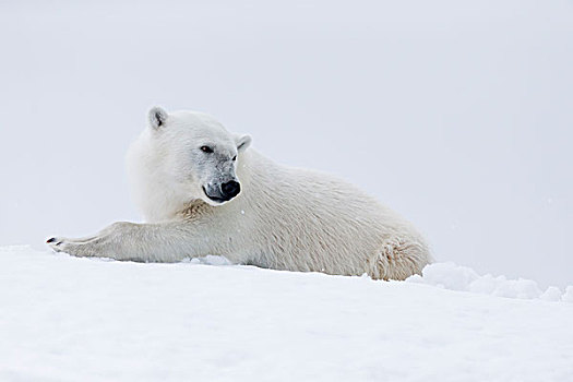 挪威,斯瓦尔巴特群岛,北极熊,制作,白天,床,休息