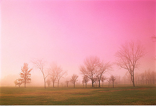 地点,树,秋天,薄雾,安大略省,加拿大