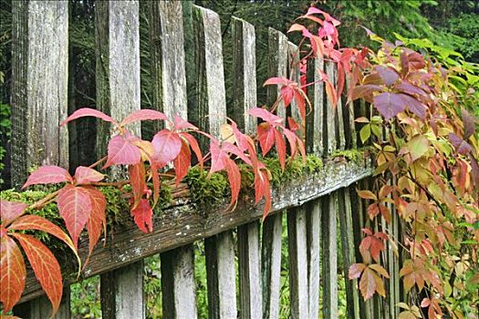 秋天,彩色,五叶地锦,花园栅栏