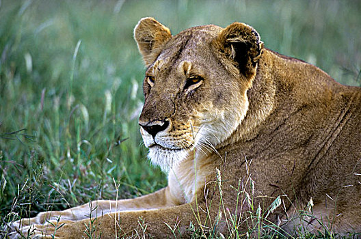 坦桑尼亚,塞伦盖蒂,雌狮,肖像