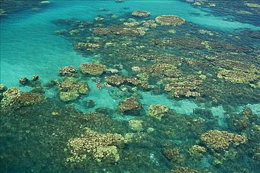 夏威夷,毛伊岛,俯视,潜水,海洋,漂亮,珊瑚,欧咯瓦鲁