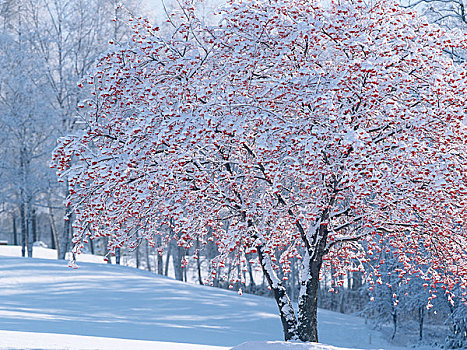 欧洲花楸,雪地