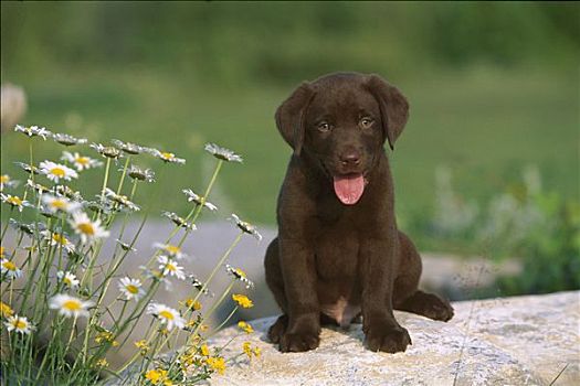 巧克力拉布拉多犬,狗,肖像,小狗,坐,靠近,雏菊,花园