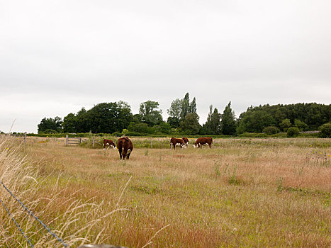 褐色,母牛,地点,农田,草,草地,阴天