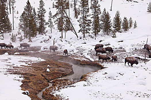 野牛,牧群,移动,热,区域,冬天,黄石国家公园,怀俄明,美国