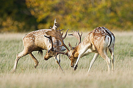 鹿,两个,争斗,发情,季节,公园,英格兰,英国,欧洲