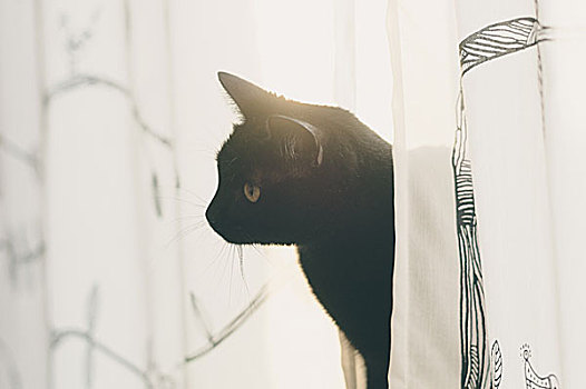 黑猫,向外看,帘,朝日,后面