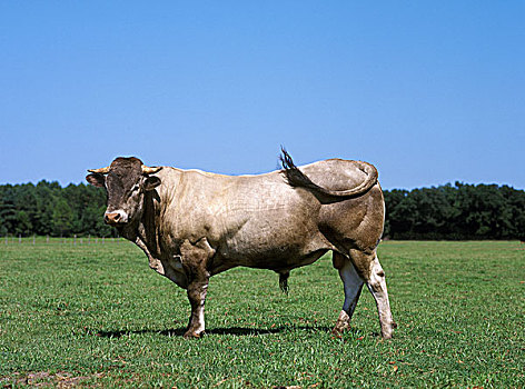 xm15610331种公牛图片图片