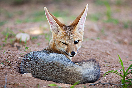 角狐,卡拉哈迪大羚羊国家公园,博茨瓦纳
