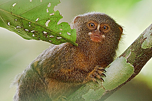 猴子,栖息,亚马逊地区,厄瓜多尔