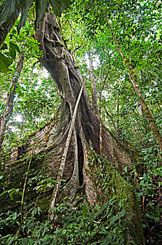 无花果,树,巨大,亚马逊河,厄瓜多尔