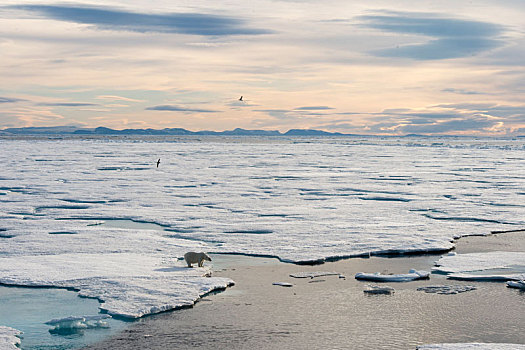 北极熊,走,海冰