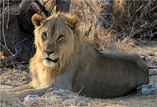幼兽,雄性,狮子,卧,草,埃托沙国家公园