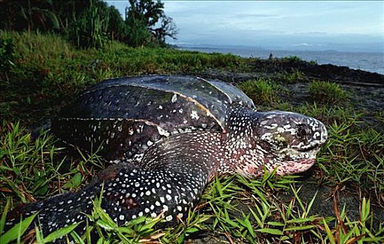棱皮海龟,棱皮龟,陆地,海洋,海湾,巴布亚新几内亚