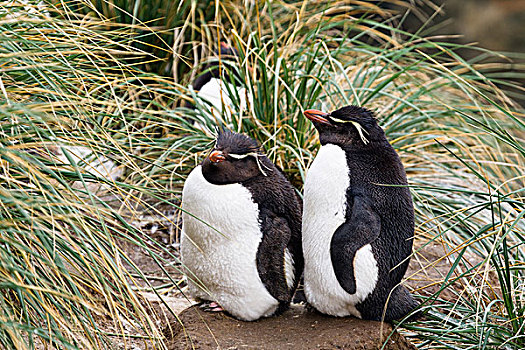 凤冠企鹅,南跳岩企鹅,一对,睡觉,福克兰群岛