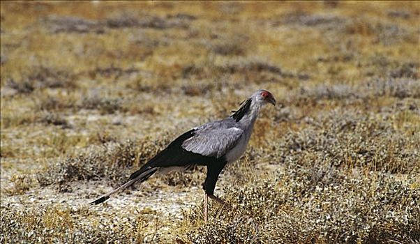 蛇鹫,鸟,埃托沙国家公园,纳米比亚,非洲,动物