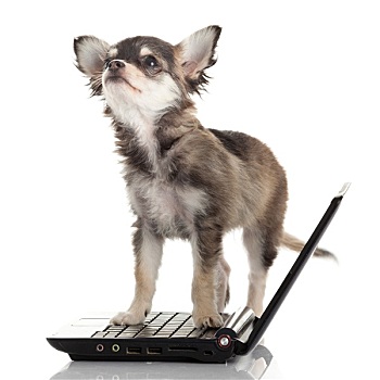 头像,可爱,吉娃娃,狗,正面,笔记本电脑,白色背景,背景