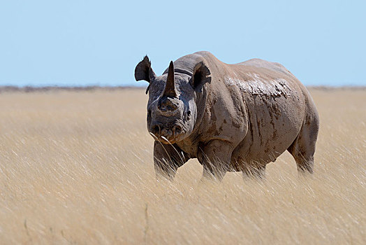 黑犀牛,一个,犄角,撕破,耳,站立,干草,专注,埃托沙国家公园,纳米比亚,非洲