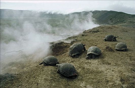 加拉帕戈斯巨龟,加拉帕戈斯象龟,群,喷气孔,区域,火山口,边缘,阿尔斯多火山,伊莎贝拉岛,加拉帕戈斯群岛,厄瓜多尔