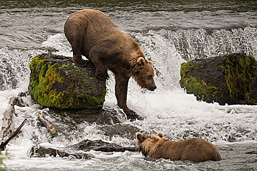 棕熊,攀登,石头,瀑布