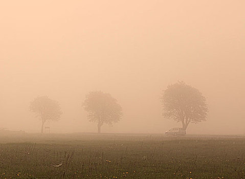 树,雾,停车