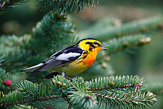 鸣禽,林莺属,唱,北方针叶林,新斯科舍省,加拿大