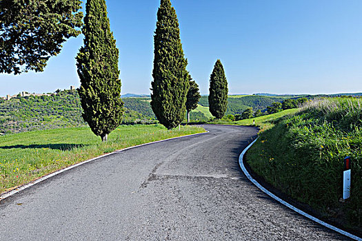 乡村道路,排列,柏树,皮恩扎,锡耶纳,地区,托斯卡纳,意大利