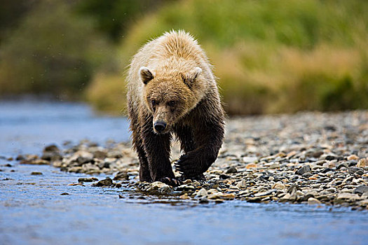 大灰熊,棕熊,河,三文鱼,阿拉斯加