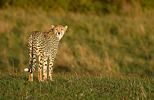 印度豹,后视,马赛马拉,肯尼亚,非洲