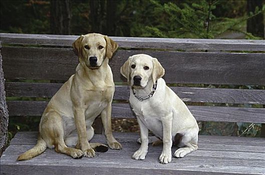 黄色拉布拉多犬,猎犬