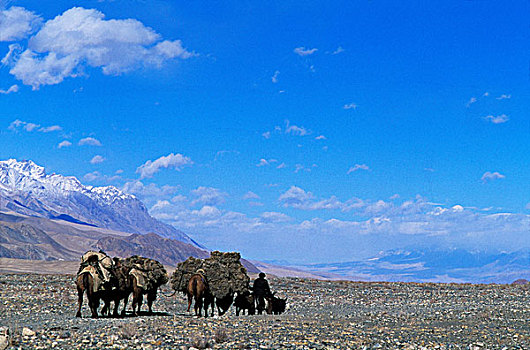骆驼,驼队,高原,新疆,丝绸之路,中国