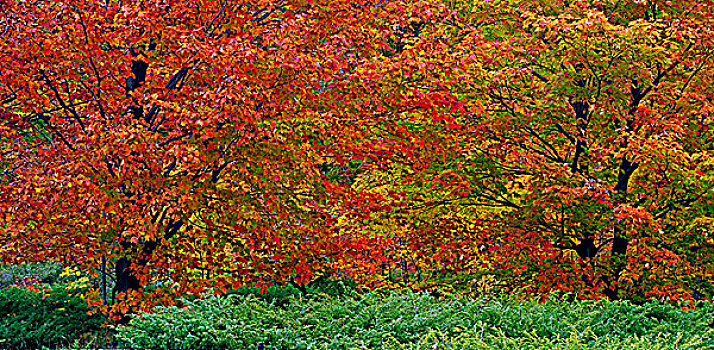秋色,枫树,桧属植物,岛屿,靠近,大,湖,安大略省,加拿大