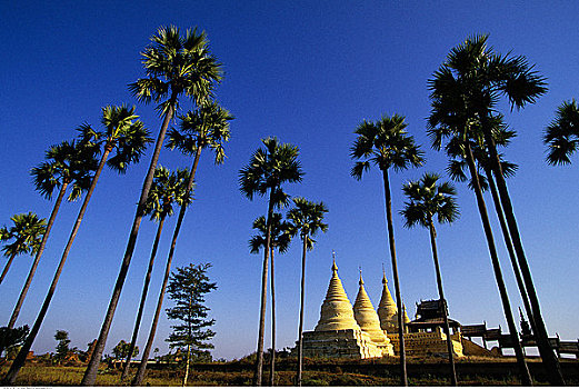 阿南达,寺院,树,蒲甘,缅甸