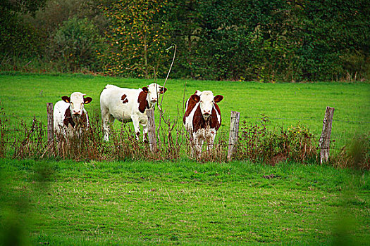 母牛,吃草,后面,栏杆