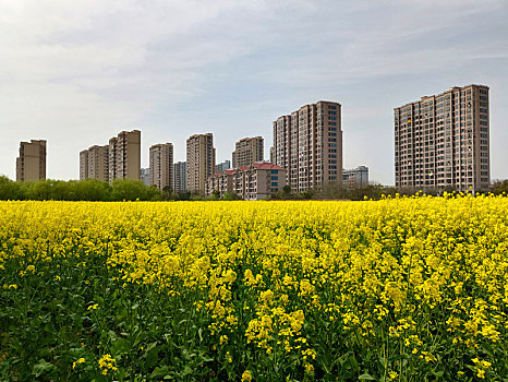 油菜花,花海