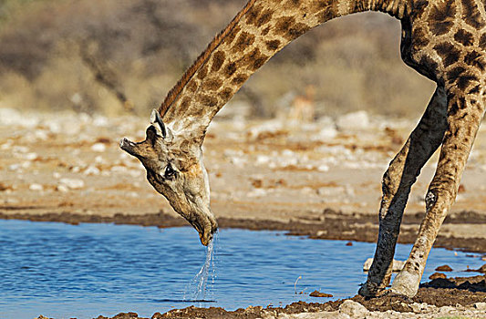 南非,长颈鹿,雄性,头部,醉酒,水潭,埃托沙国家公园,纳米比亚,非洲