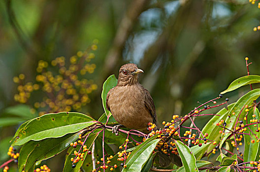 鸫属,哥斯达黎加,中美洲