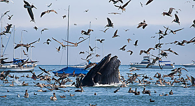 驼背鲸,大翅鲸属,鲸鱼,褐色鹈鹕,褐鹈鹕,北方,凤尾鱼,湾,加利福尼亚