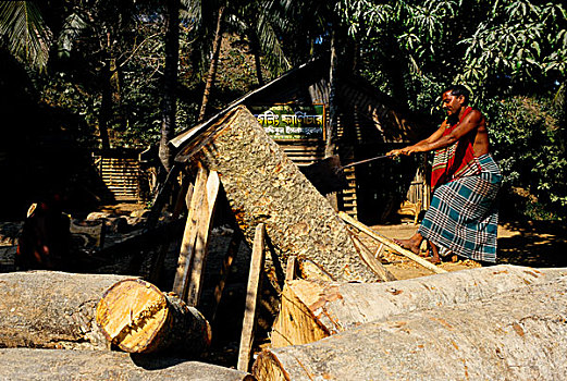 两个男人,树,原木,锯木厂,孟加拉