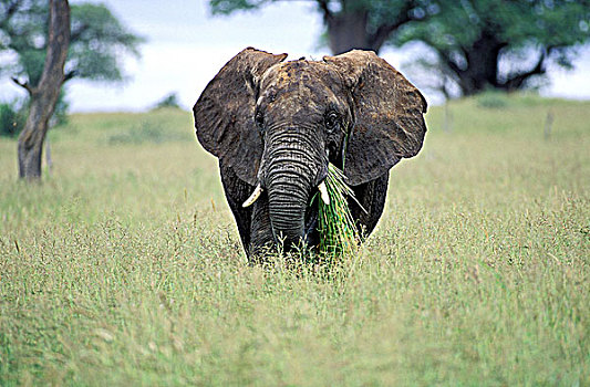 坦桑尼亚,塔兰吉雷国家公园,年轻,大象